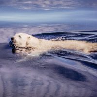 Polar Bear Swim - Howard Hunt